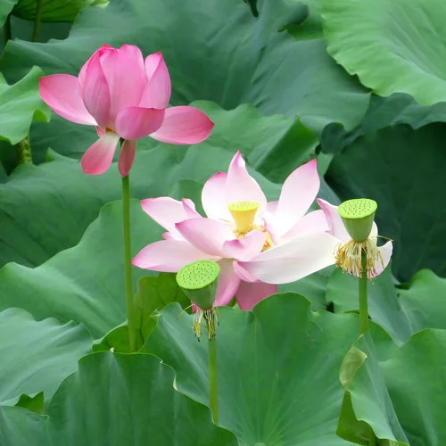 中醫(yī)養(yǎng)肺音樂: 潤肺補氣 緩解氣虛-憐樂