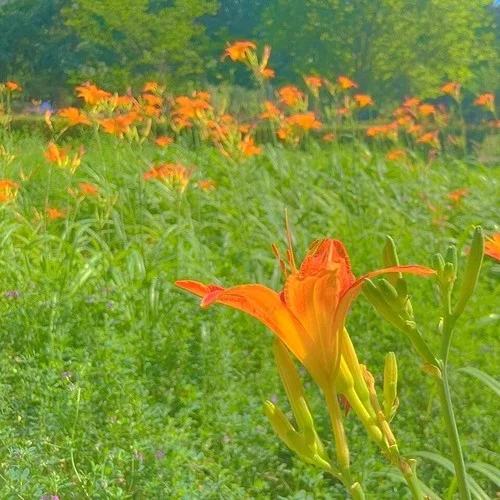 萱草花 (翻奏: 張小斐)-毛佳滿