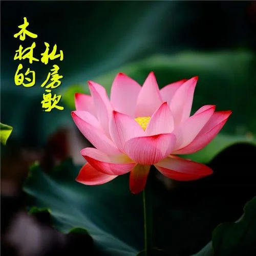 《春暖花開》那英-有聲的木林