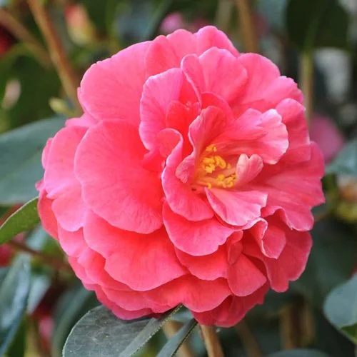 大理的茶花開了-李亮華