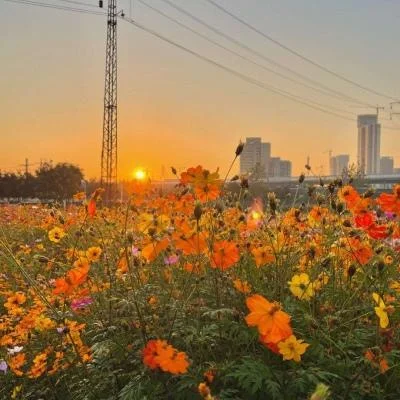 五百年桑田滄海(純音樂)-小耳音樂