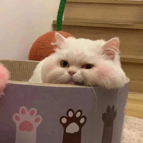 我們倆-我是小力氣