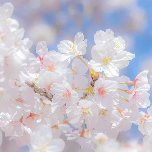 聽媽媽的話(伴奏)-霄冥海