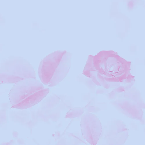 新紅塵情歌-寒月、子夕