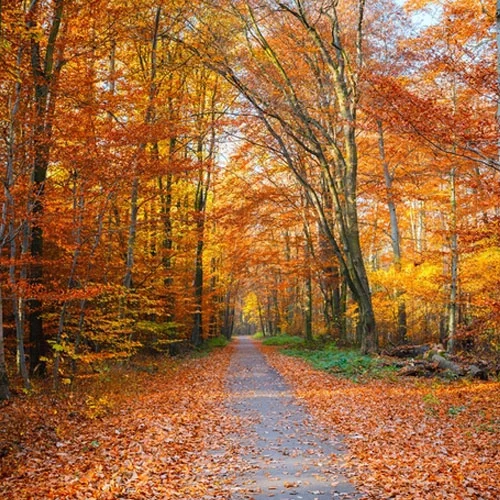 山一程水一程-陳思思