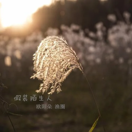 假裝陌生人-漁圈&歐陽朵