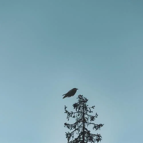 青花瓷(溫柔女聲版)-王一只