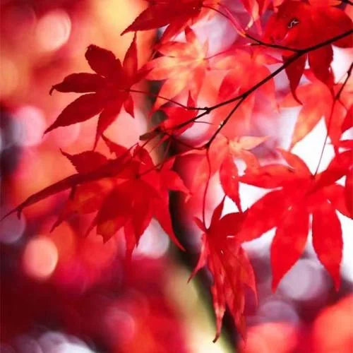 -神話（陶笛版）-鹿嶼