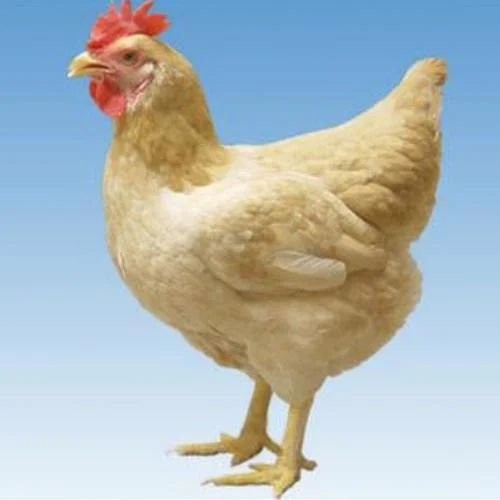 雞靜嶺 (39秒片段)-瀧