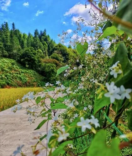 我多想能多陪你一場(chǎng)(教室合唱版)-大旗