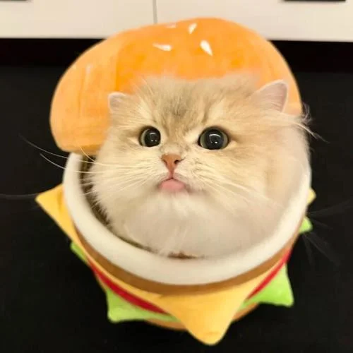 七彩陽(yáng)光+印度神曲+大東北+囊囊囊 (Remix)-He00c