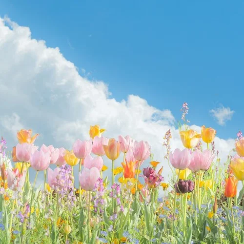 三月里的小雨 (純音樂(lè))-純音樂(lè)