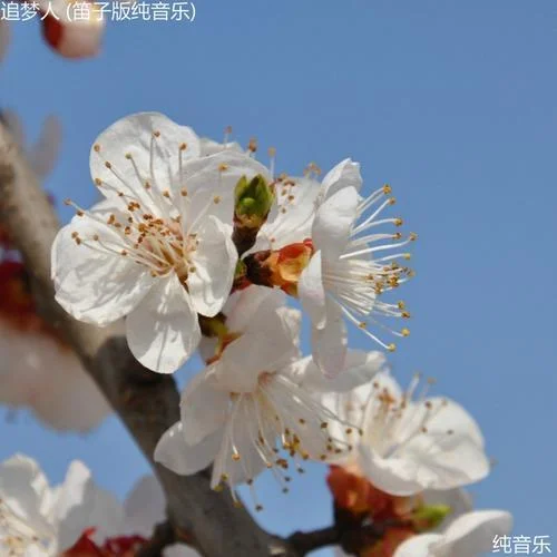 追夢(mèng)人 (笛子版純音樂)-純音樂