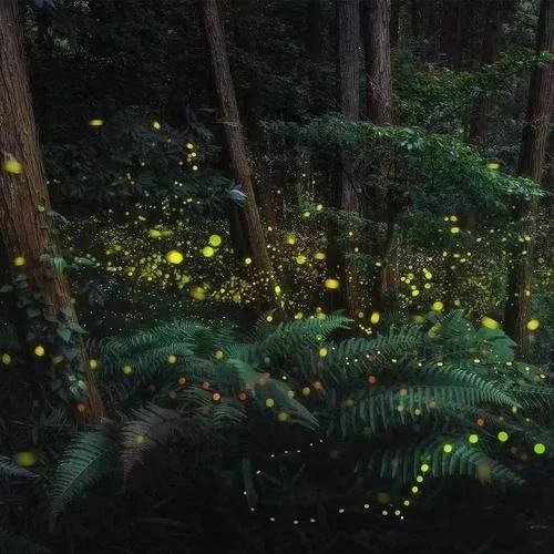 流萤之森-Namibia