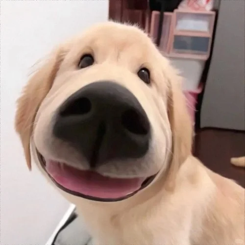 庫里之歌-豪庭哥