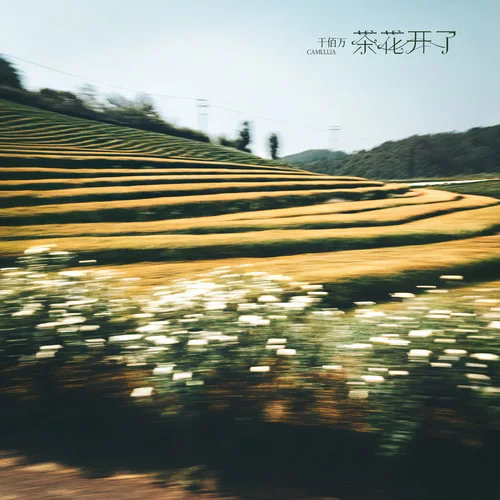 茶花開了 (氛圍版)-于佰萬