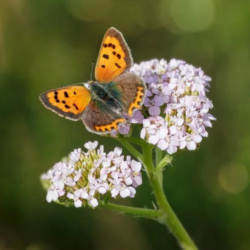 跳躍旋律 節(jié)日氛圍 (八音盒)-放松音樂療愈樂團