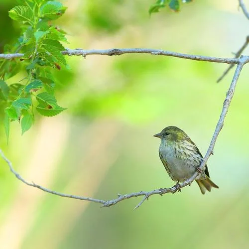 33-云雀叫聲-純音樂