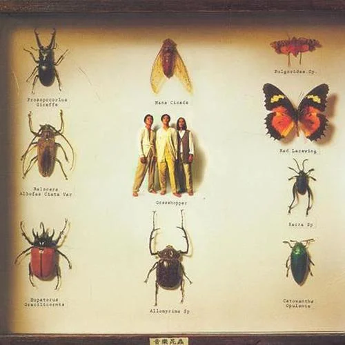 怎么天生不是女人-草蜢