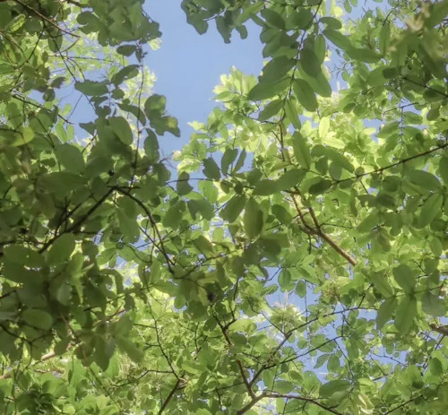 Magnolia (治愈純音樂)-靈魂配樂師