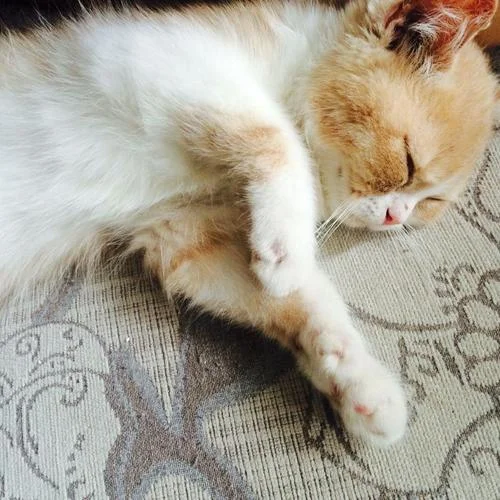 遠(yuǎn)在北方孤獨(dú)的鬼-花粥