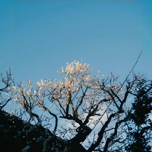 重逢在0.04秒-春野杉卉