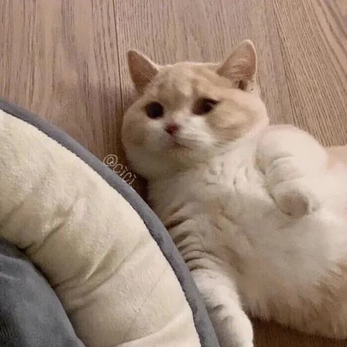 遺憾也值得(Live)-cici_