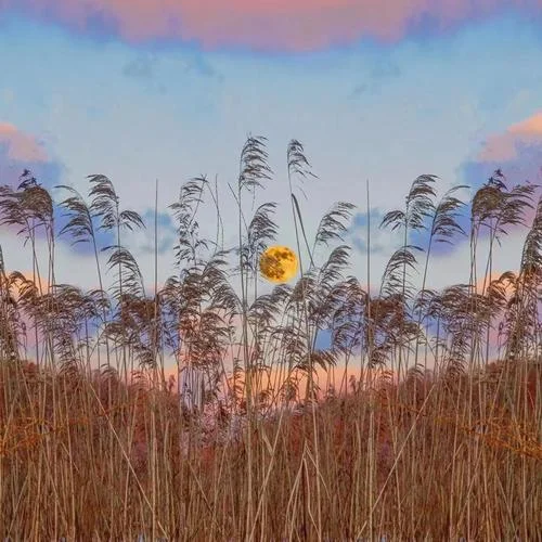 悄悄做個(gè)夢(mèng)給你0.8-G10