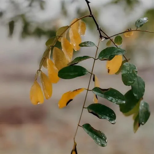 你就是我的風(fēng)景(1.2x版|Single Version)-網(wǎng)絡(luò)歌手