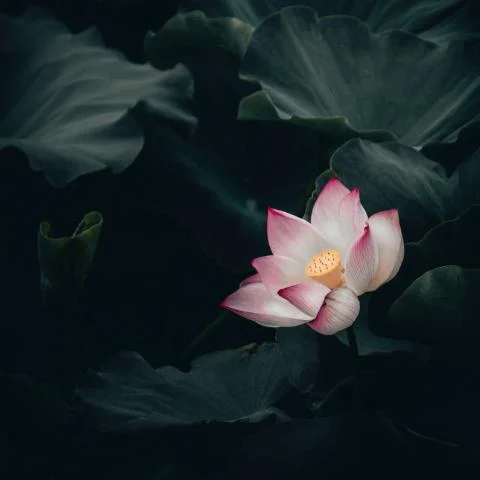 荷塘月色 (鋼琴版)-助眠解壓純音樂