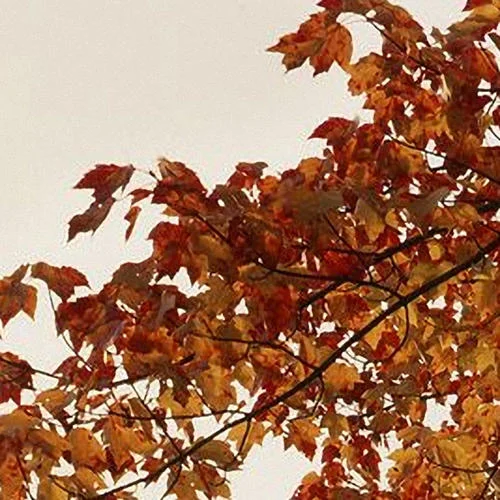 漂泊了多少個(gè)春秋啊-張雷剛