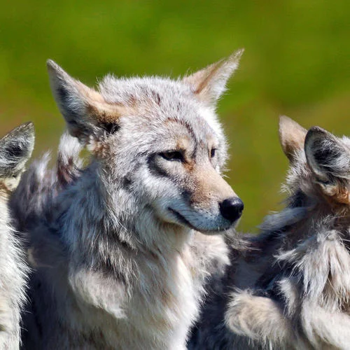 it’s 6pm but I miss u already-茄子