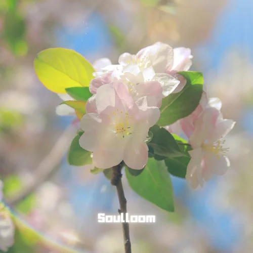 初晴-Soulloom蘇洛牧