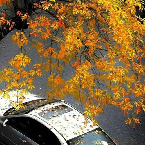 秋日回響-溫以凡.