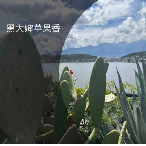 苹果香-黑大婶