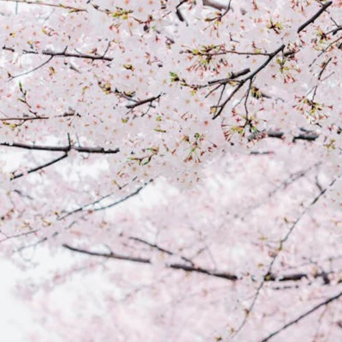 煙雨濛濛 (吉他版)-旺仔加真露