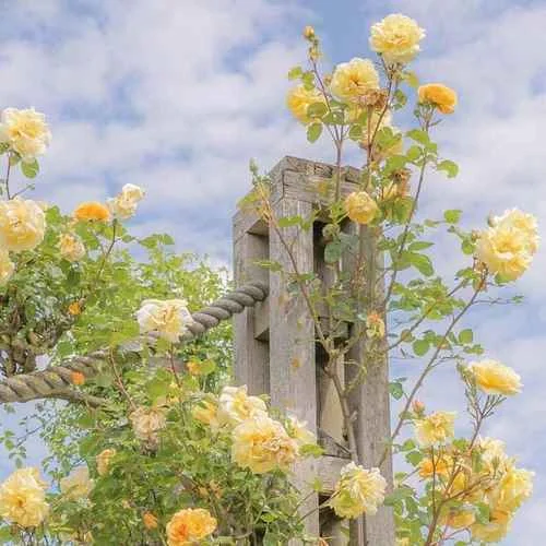 我會等(旺仔小喬橋段)-旺仔小喬