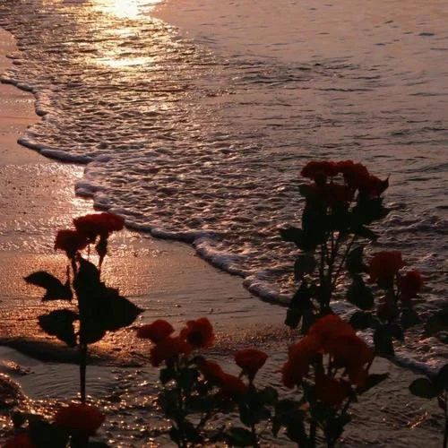 最好的安排(0.88x降調(diào)版)-你的蘇澤啊