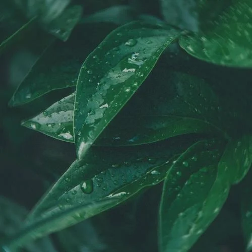 body language-GRAHAM