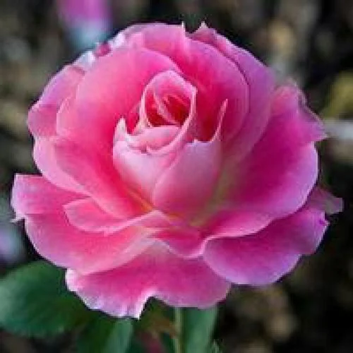 來生再去愛你(DJ電子琴版)-紅塵戀歌