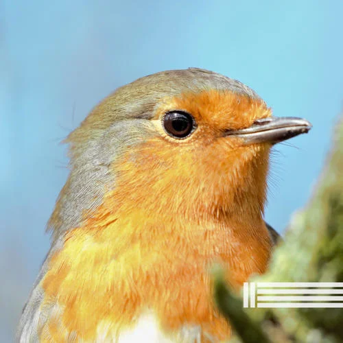 鳥鳴-森林里的鳥&自然聲帶&森林的聲音
