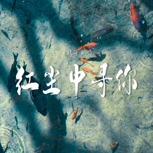 紅塵中尋你-王佳音