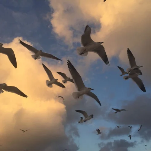 陽(yáng)光下的星星 (1.2x氛圍版)-王紫柔