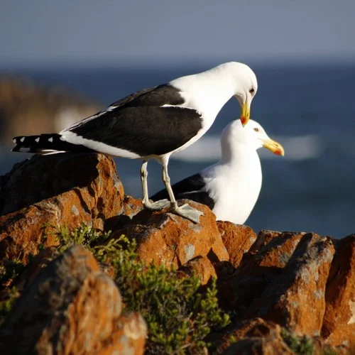 東山什么山-天上有情人