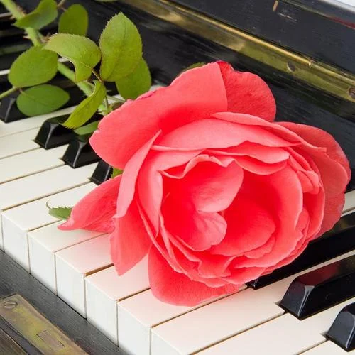 夜的鋼琴曲2 (翻奏: 石進(jìn))-岑溪阿祥