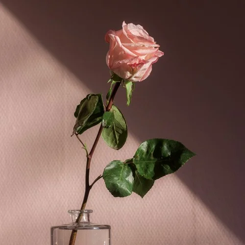 花日(氛围版)-TypeD