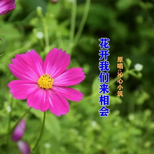 花開我們來相會-何仙子&沁心小筑